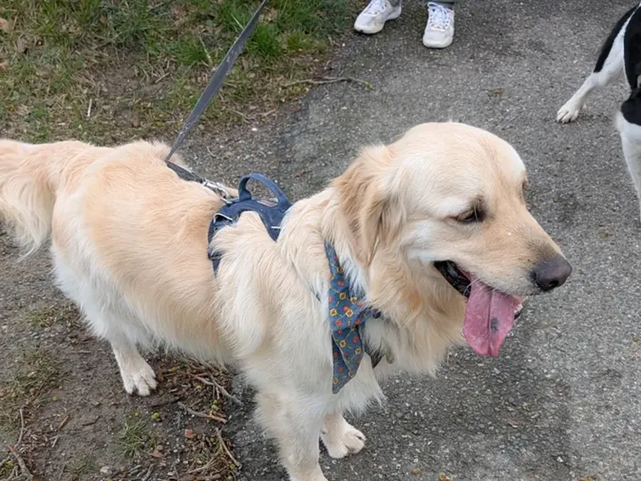 Golden retriever en balade collective éducative à Toulouse