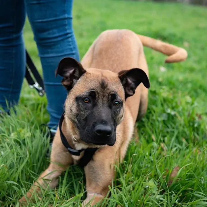 Jeune chien malinois attentif pendant une séance d'éducation canine