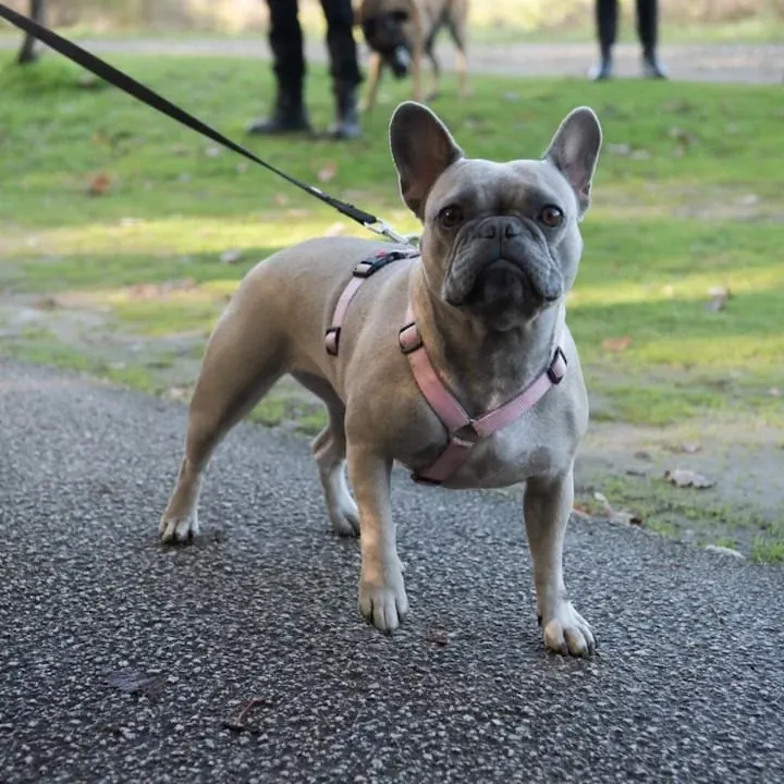 Bouledogue français promené en individuel par un éducateur canin à Toulouse