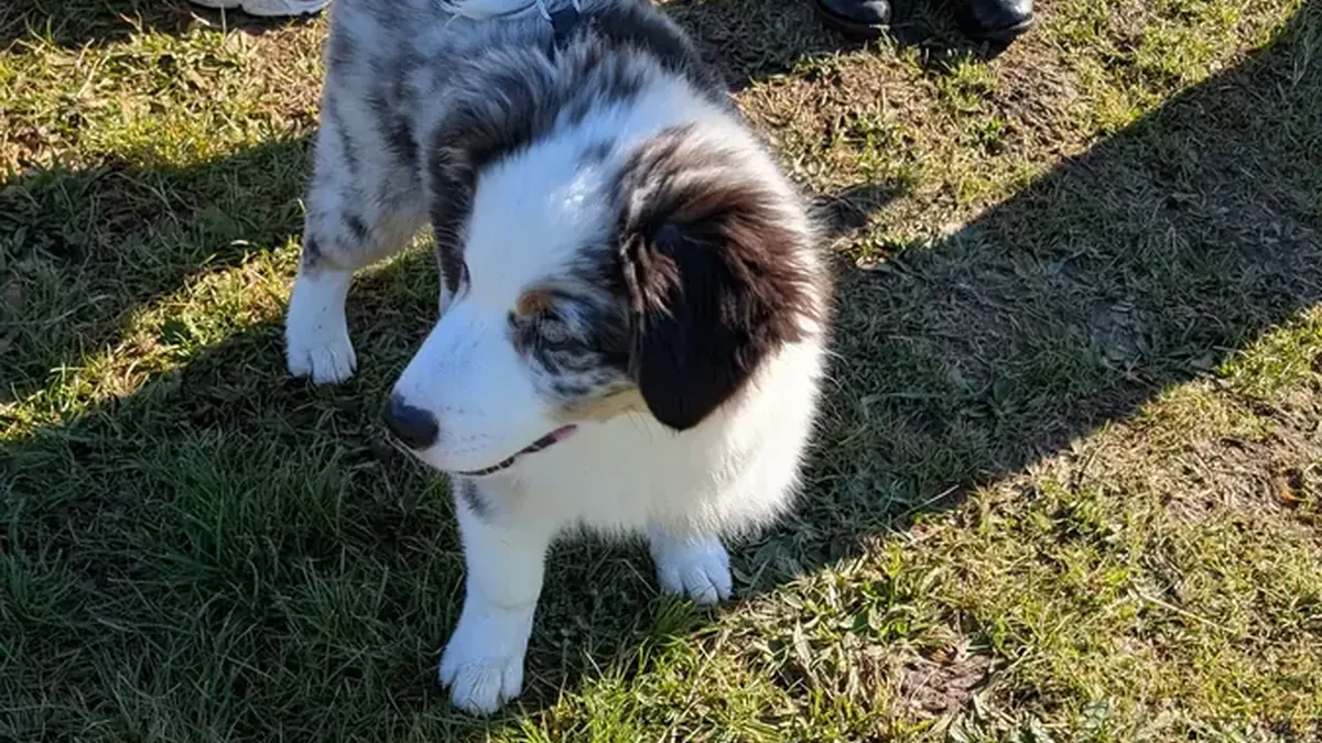 Chiot berger australien découvrant le monde