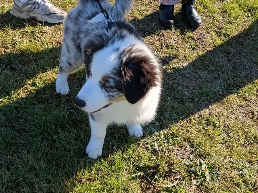 Chiot berger australien bleu merle accompagné dans le cadre d'un conseil à l'adoption