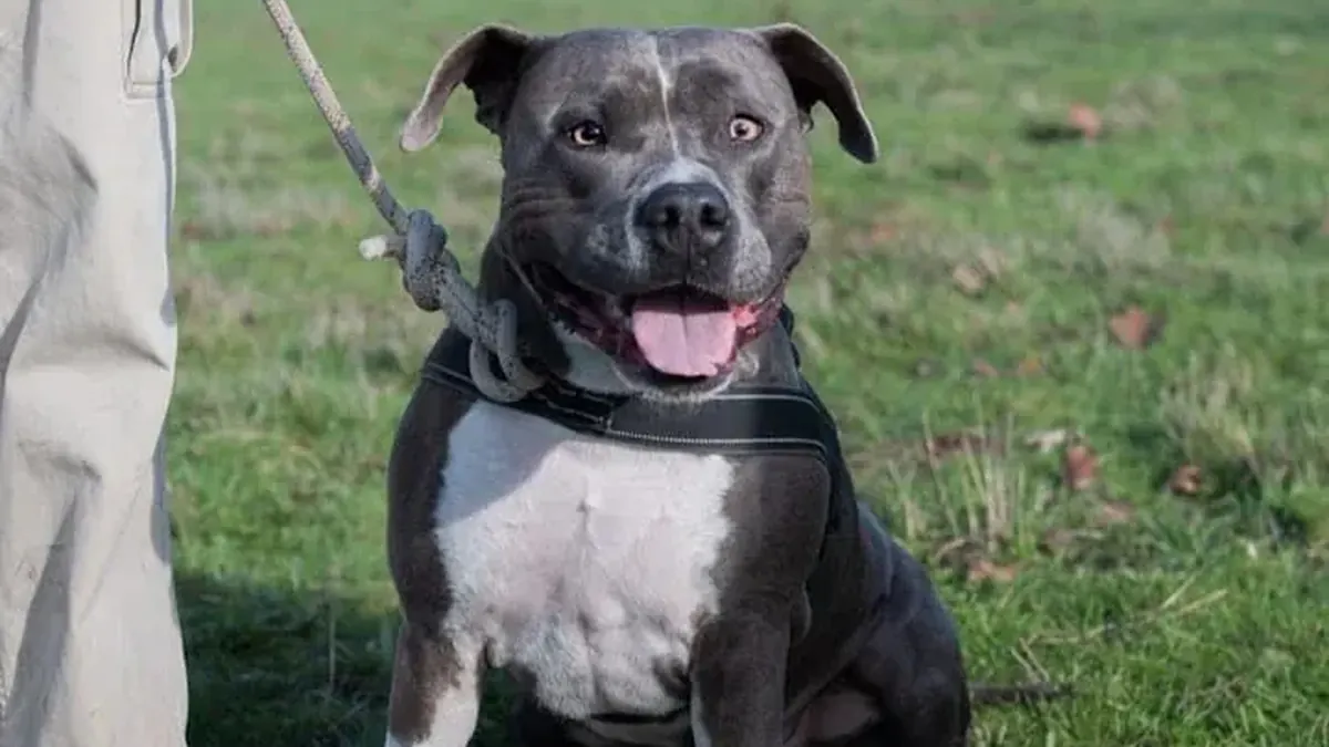 Chien attentif pendant un exercice de rappel