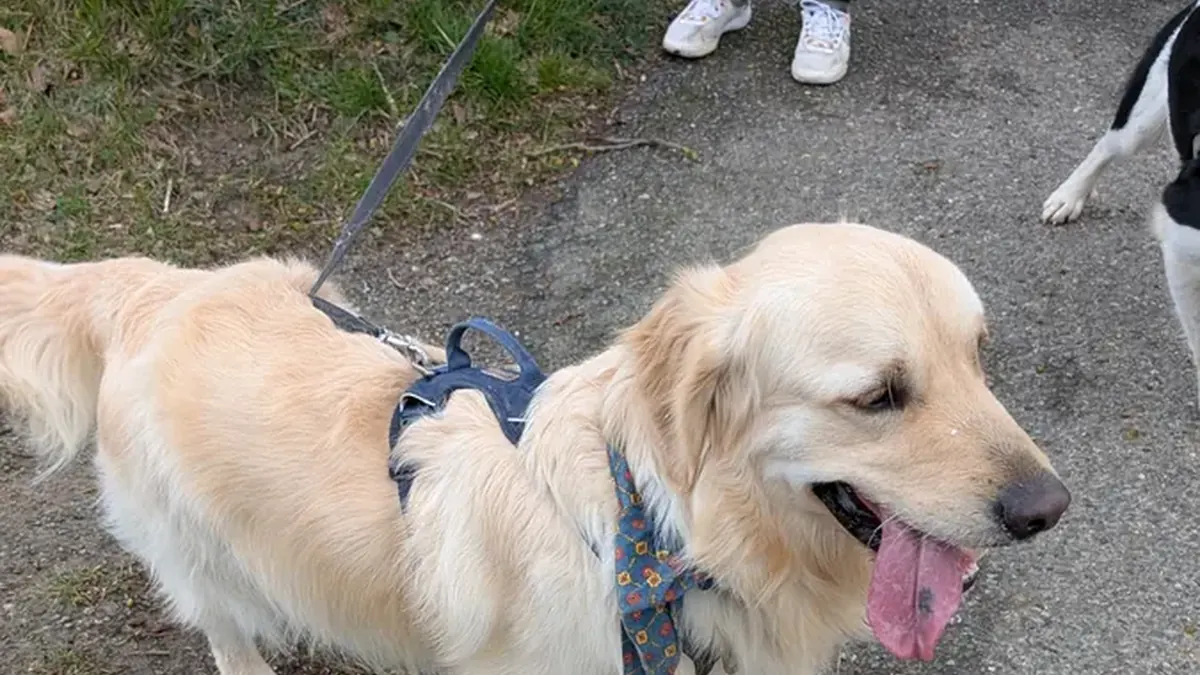 Golden retriever haletant par forte chaleur