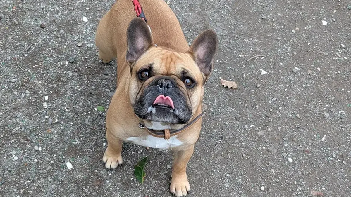 Chien qui tire en laisse pendant une balade