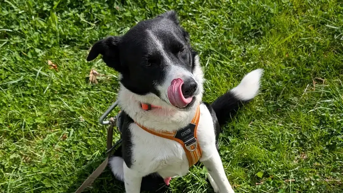 Chien dans les herbes hautes, zone à épillets