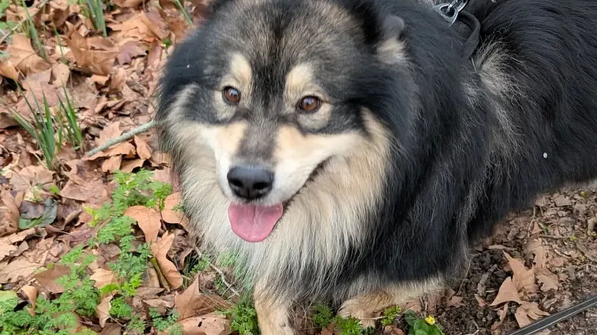 Chien heureux en pleine nature en vacances