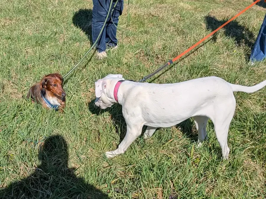 Cours collectif de l'école du chiot : chiens et maîtres réunis en extérieur