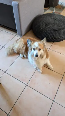 Chien attentif pendant une séance d'éducation canine à Toulouse