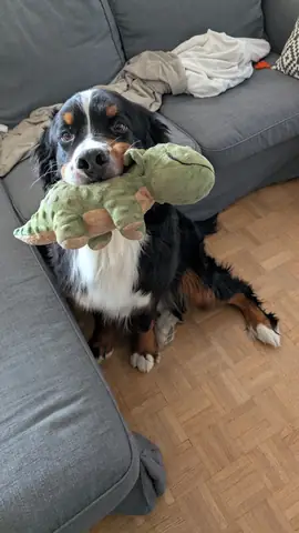 Moment de complicité entre un chien et son maître pendant une séance