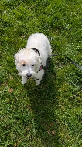 Chien détendu lors d'une balade éducative en groupe
