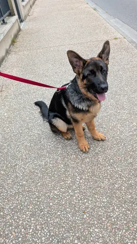 Apprentissage du rappel lors d'une séance d'éducation canine
