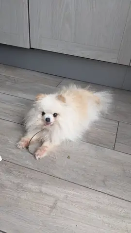 Chien attentif pendant une séance d'éducation canine à Toulouse