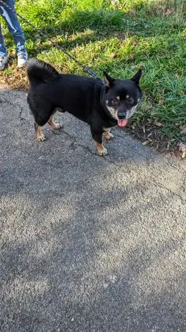 Moment de complicité entre un chien et son maître pendant une séance