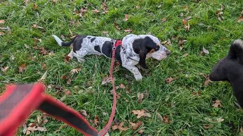 Chien au travail sur les autocontrôles en extérieur