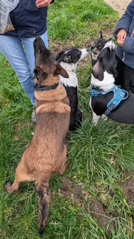 Chien détendu lors d'une balade éducative en groupe