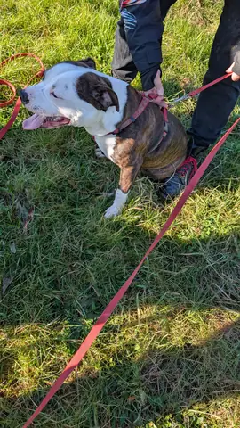 Apprentissage du rappel lors d'une séance d'éducation canine