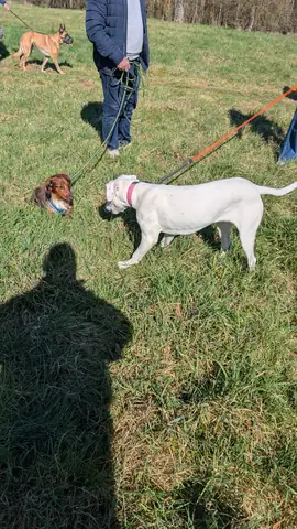 Moment de complicité entre un chien et son maître pendant une séance