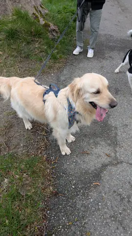 Chien détendu lors d'une balade éducative en groupe