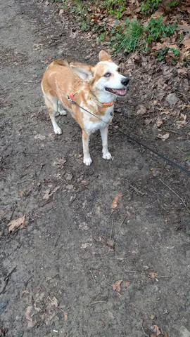 Chien attentif pendant une séance d'éducation canine à Toulouse
