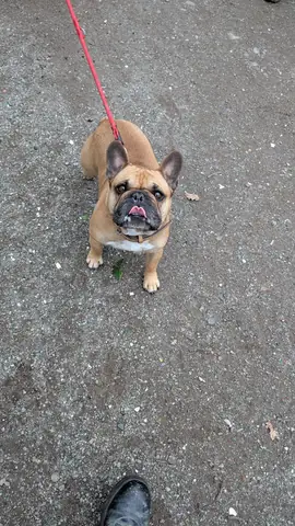 Chien en balade collective éducative encadrée par La Truffe Éduquée