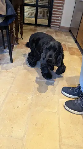 Moment de complicité entre un chien et son maître pendant une séance
