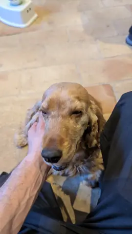 Chien au travail sur les autocontrôles en extérieur
