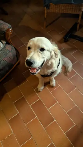 Chien détendu lors d'une balade éducative en groupe