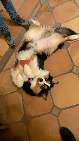 Apprentissage du rappel lors d'une séance d'éducation canine