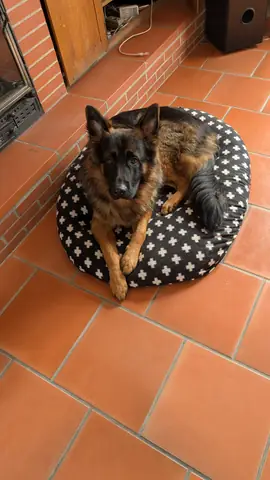 Chien attentif pendant une séance d'éducation canine à Toulouse