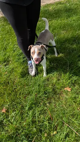 Chien en balade collective éducative encadrée par La Truffe Éduquée