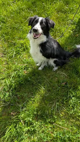 Moment de complicité entre un chien et son maître pendant une séance