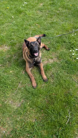 Chien détendu lors d'une balade éducative en groupe