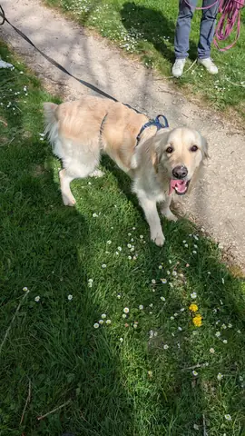 Apprentissage du rappel lors d'une séance d'éducation canine