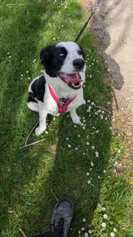 Chien attentif pendant une séance d'éducation canine à Toulouse