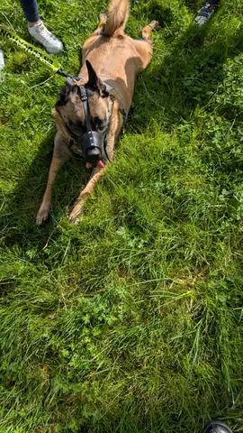 Chien en balade collective éducative encadrée par La Truffe Éduquée