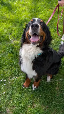 Moment de complicité entre un chien et son maître pendant une séance