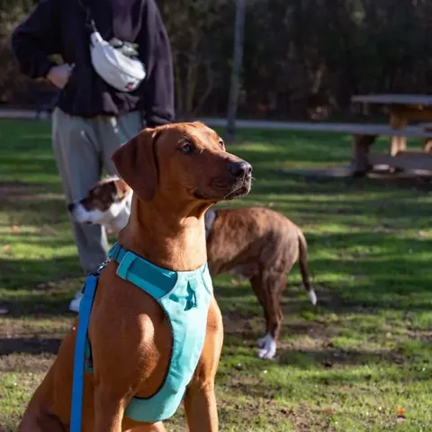 Chien détendu lors d'une balade éducative en groupe