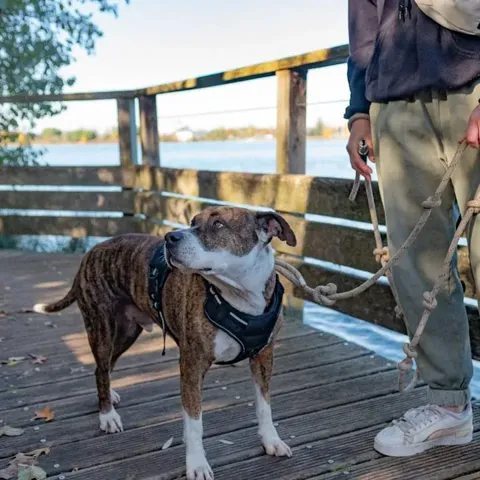 Apprentissage du rappel lors d'une séance d'éducation canine