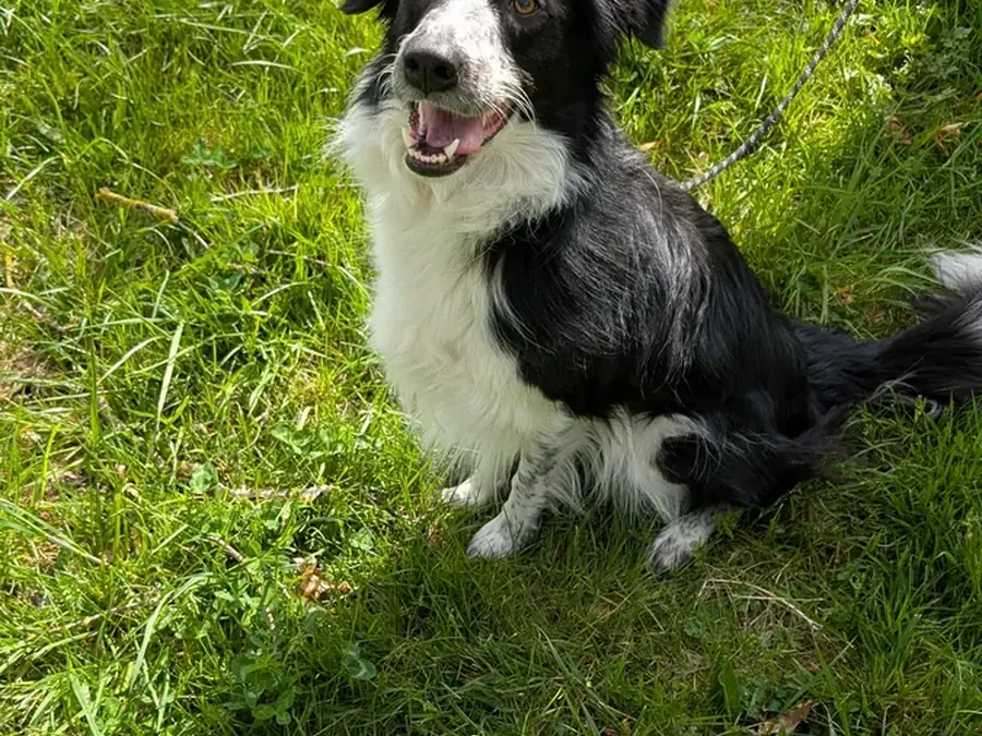 Chien assis et attentif pendant une initiation au clicker training