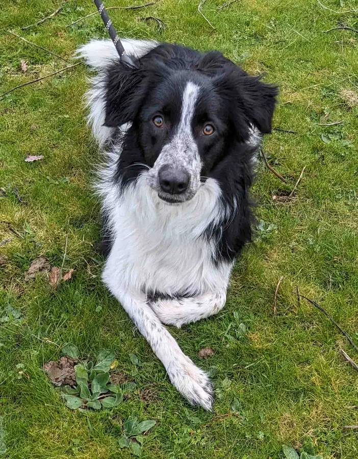 Kira, chienne border collie de Yohan Fauck et complice de démonstration des séances d'éducation