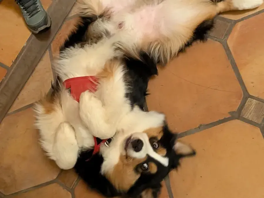 Chien détendu à la maison : préparer l'arrivée de bébé avec son chien