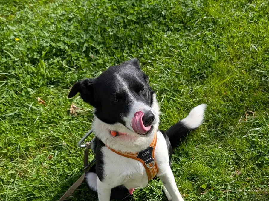 Croisé border collie assis, attentif à son éducateur pendant une séance individuelle